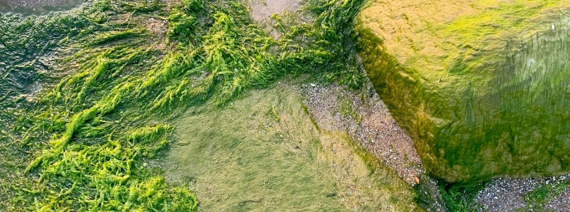 Algae to the Rescue? The Role of Seaweed in the Future of Sustainable Packaging