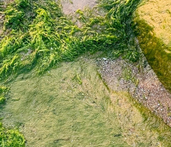 Algae to the Rescue? The Role of Seaweed in the Future of Sustainable Packaging