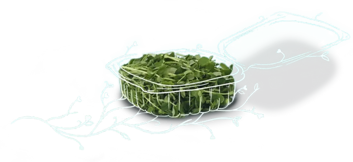 Atrsy Drawing on a Multi-pupose container with actual Microgreens
