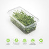 Container filled with fresh microgreens